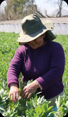 Microcrédito Agroecológico - Líneas de financiación con tasa subsidiada para productoras y productores agroecológicos de la Provincia de Buenos Aires.